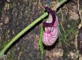 Pouch Birthwort